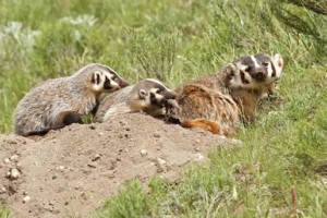 Young Badger