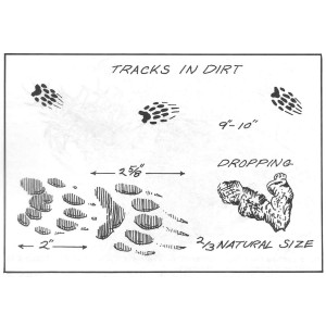 Badger Tracks