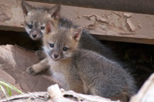 Young Gray Fox