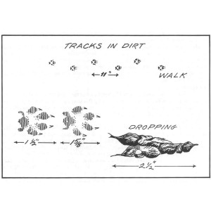 Gray Fox Tracks