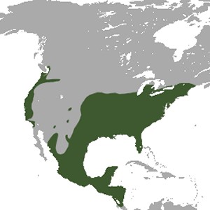 Opossum Range