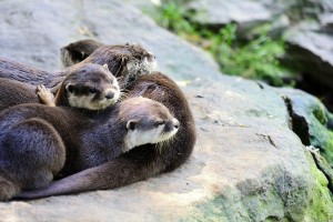 Young Otter