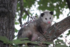 Young Opossum